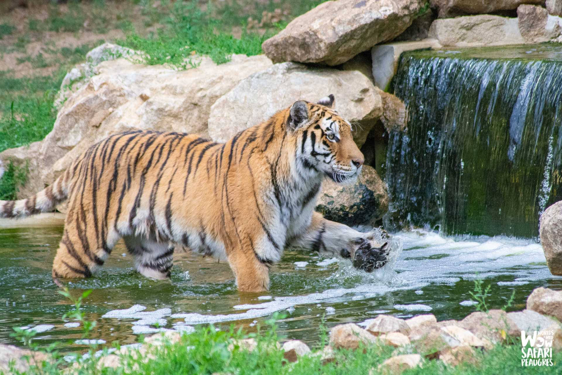 Tigre dans l'eau au Wow Safari Peaugres