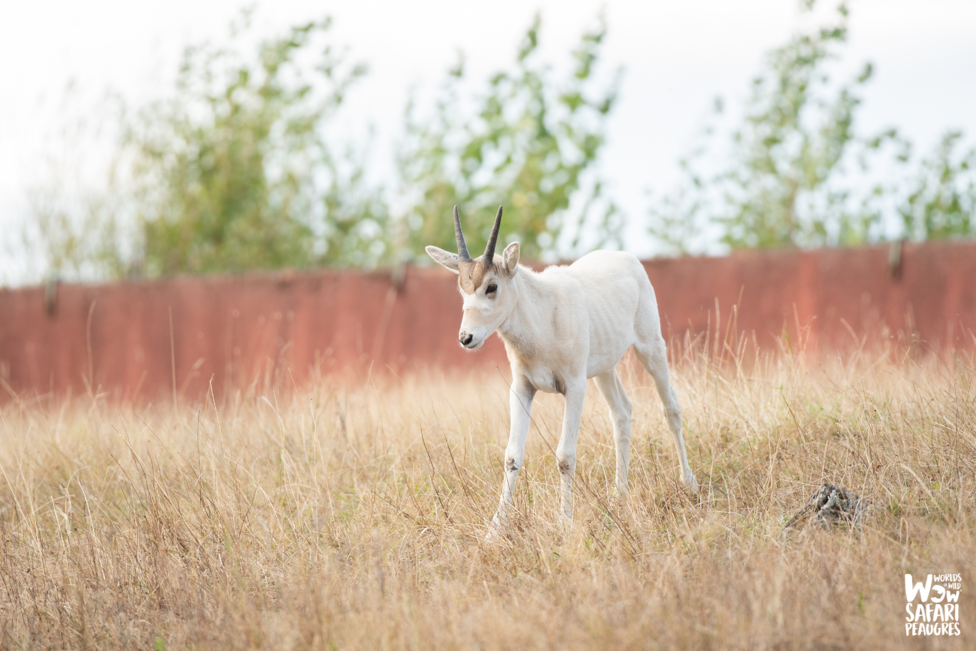 Naissance addax au Wow Safari Peaugres