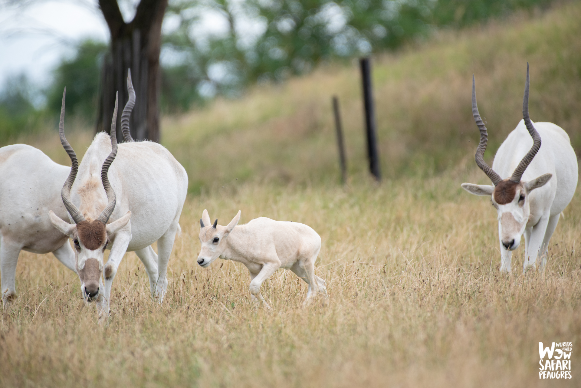 petit addax et sa mère au Wow Safari Peaugres