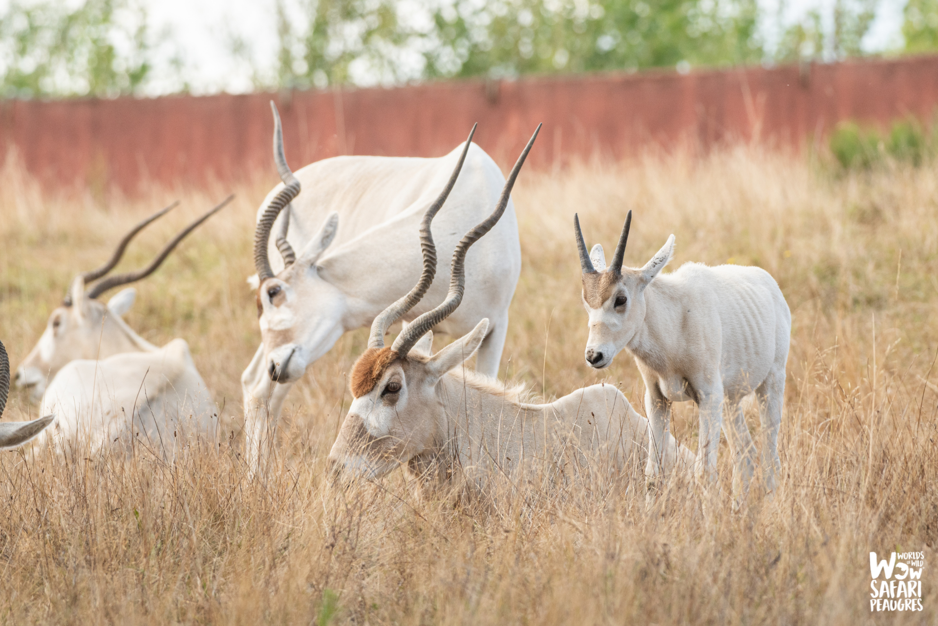 troupeau addax parc animalier