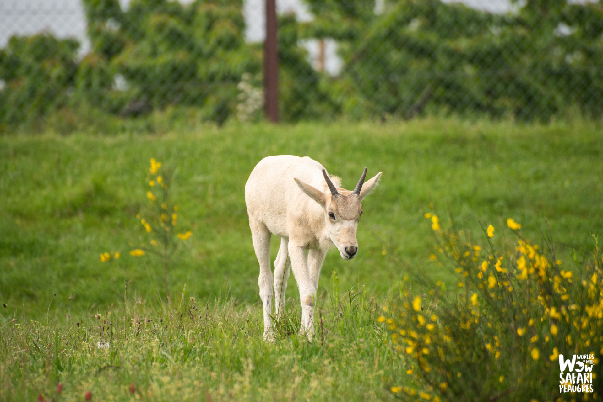 bébé addax Wow Safari Peaugres