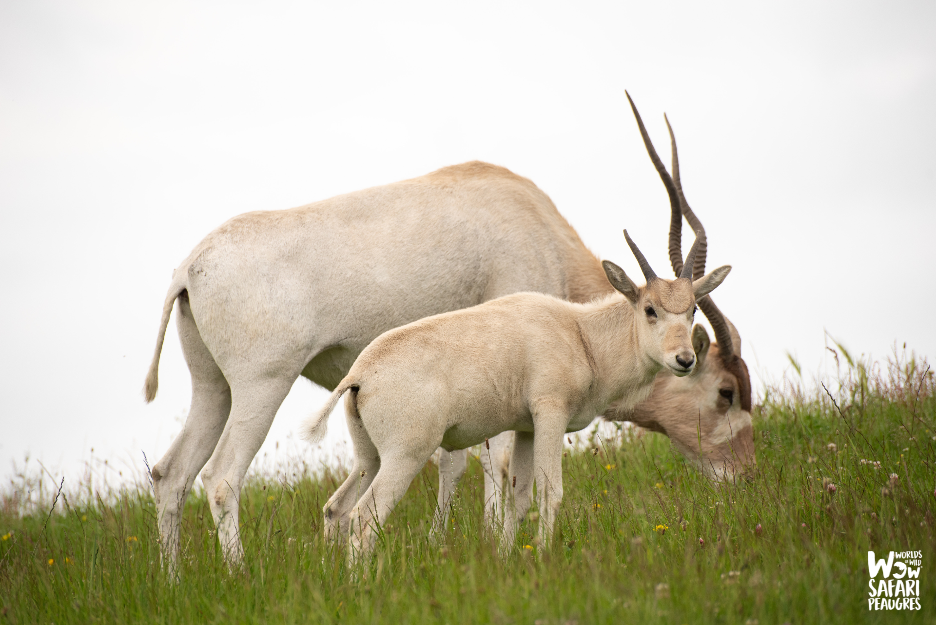 naissance addax parc zoologique