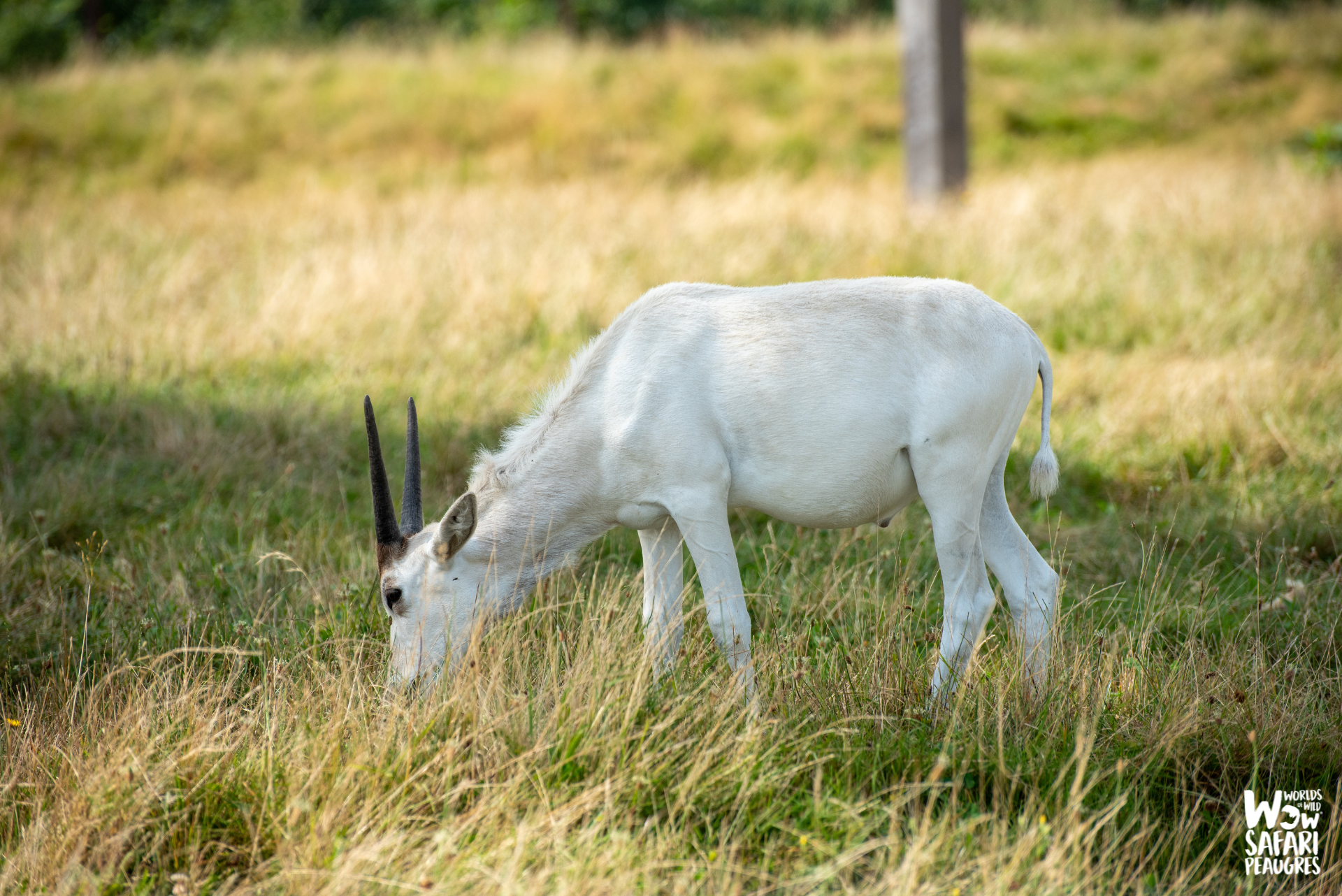 jeune addax parc zoologique près de Lyon