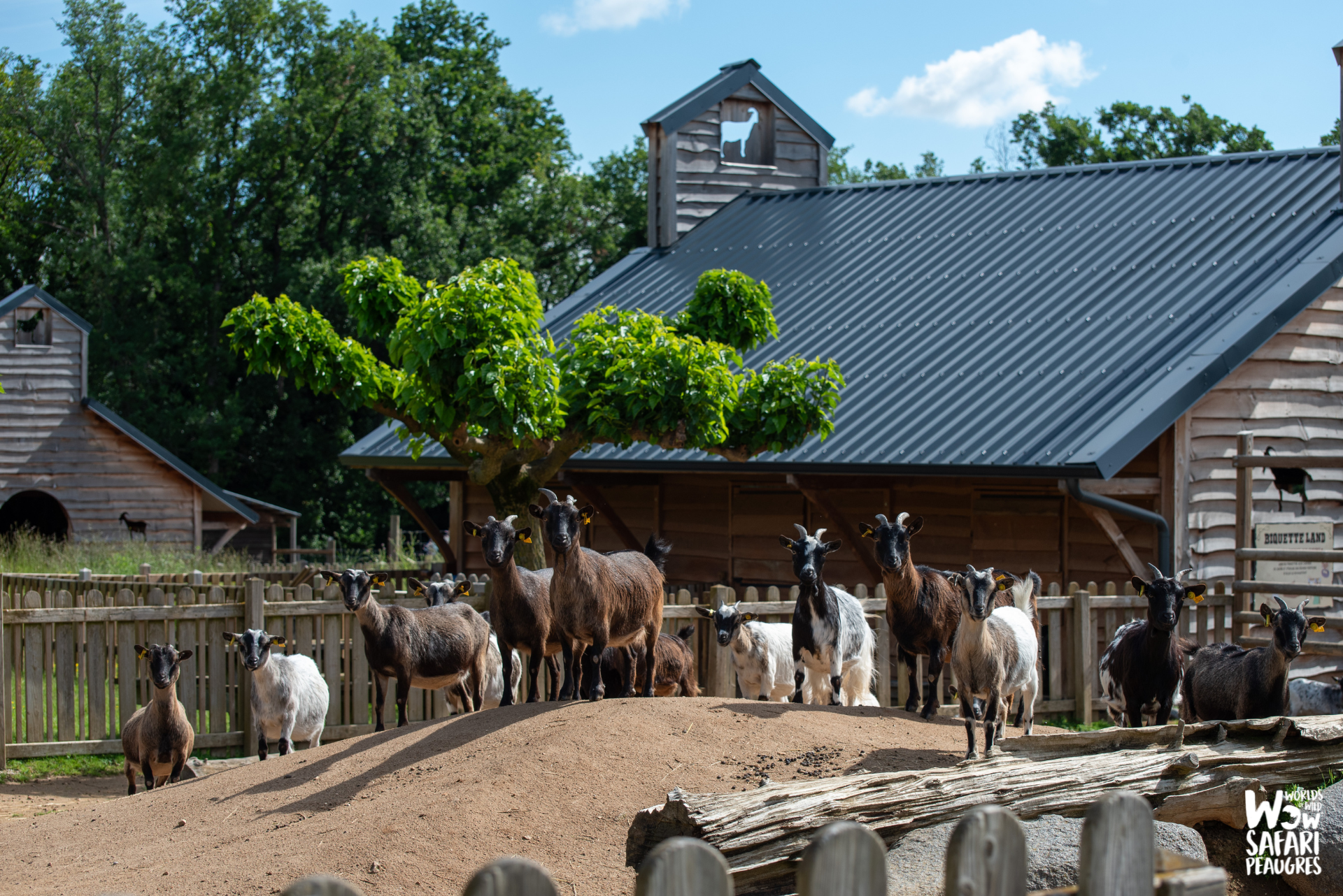 Chèvre à la ferme de Léonie au Wow Safari Peaugres