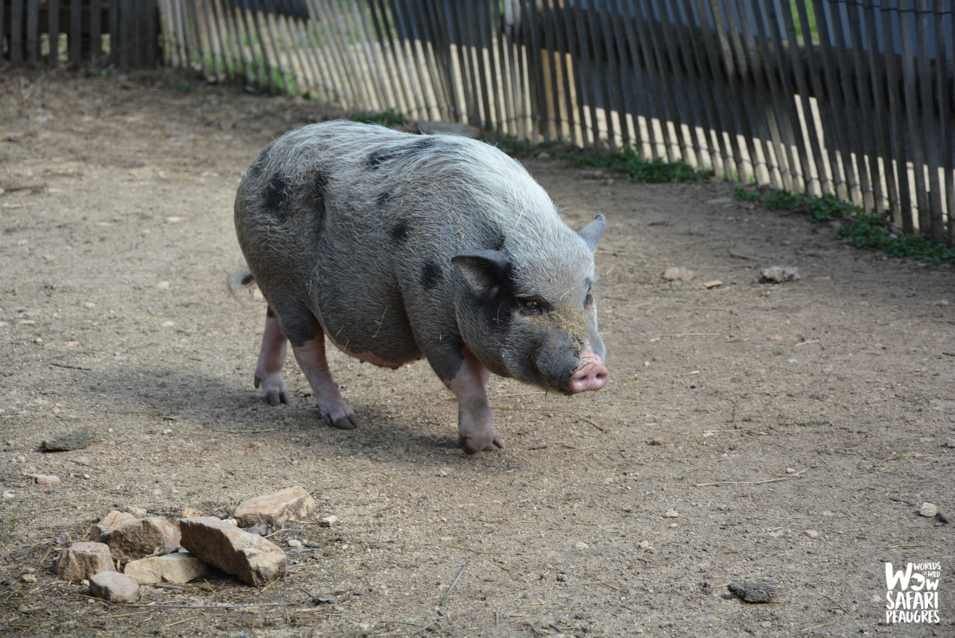 Cochon de Göttingen au Wow Safari Peaugres