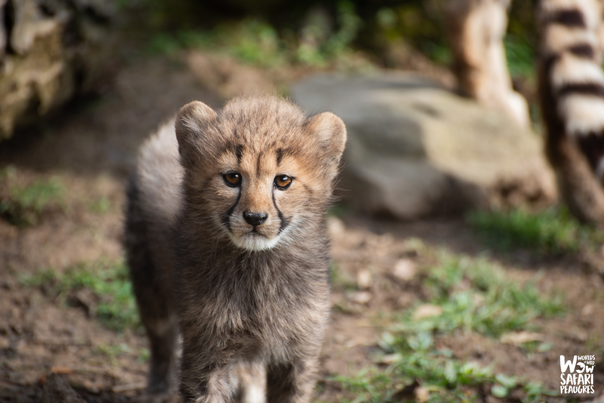 Naissances de 3 bébés guépards au Wow Safari Peaugres