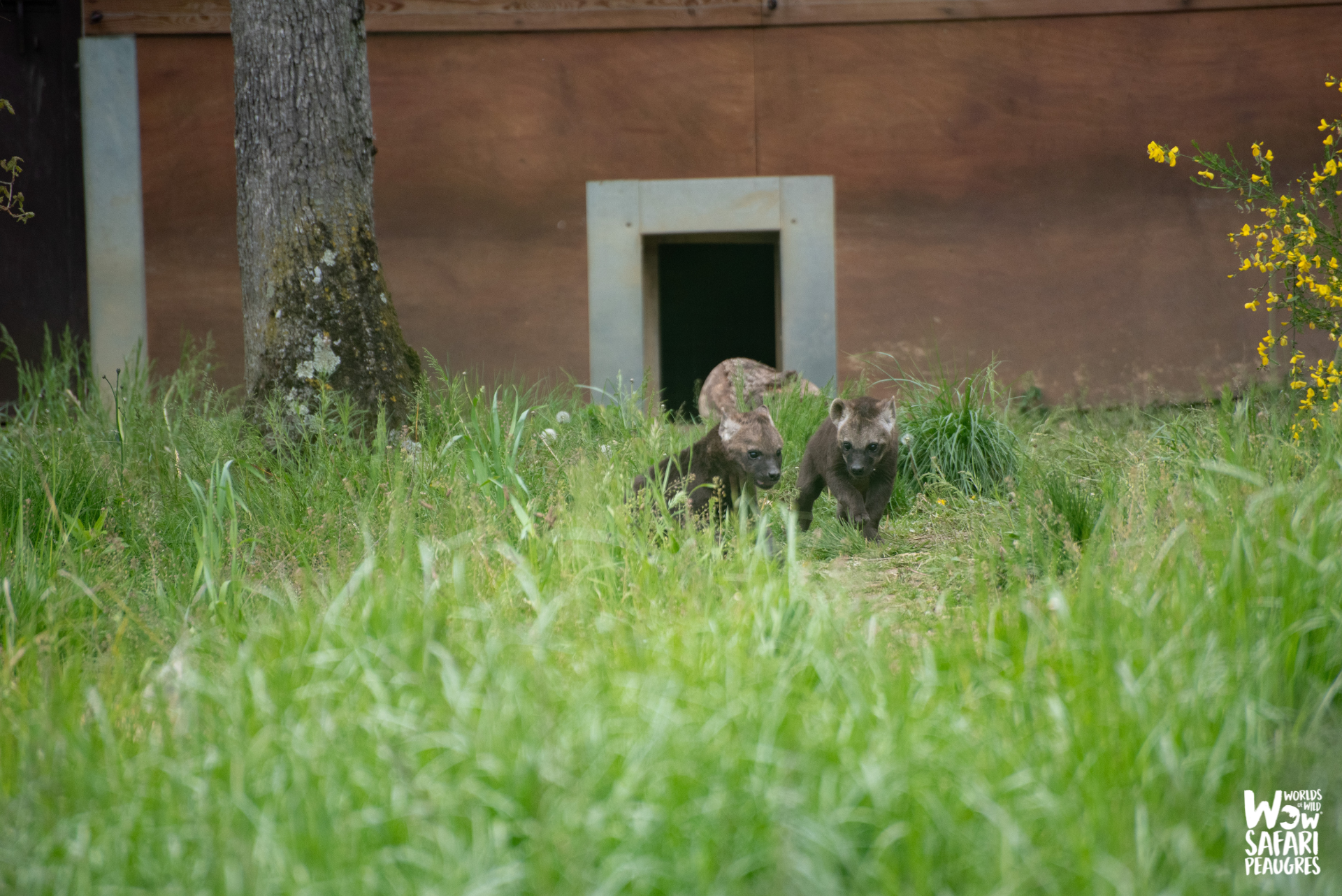 Naissances de deux bébé hyènes au Wow Safari Peaugres