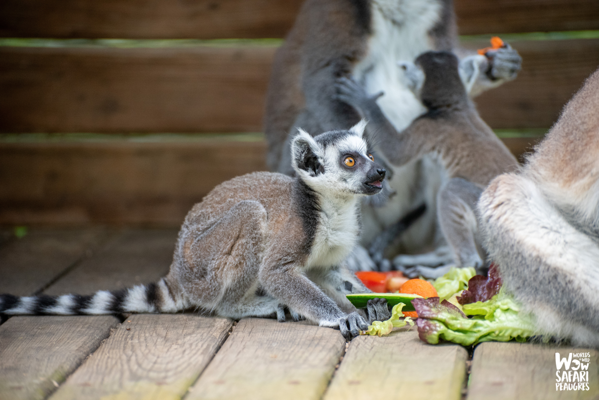 Naissance de deux bébés makis catta au Wow Safari Peaugres