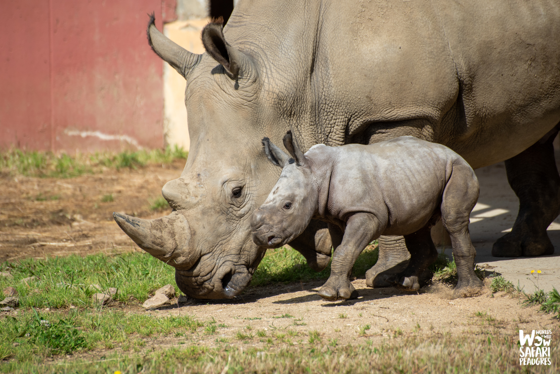 Rhinocéros-safari-voiture-parc-zoologique-proximité-lyon