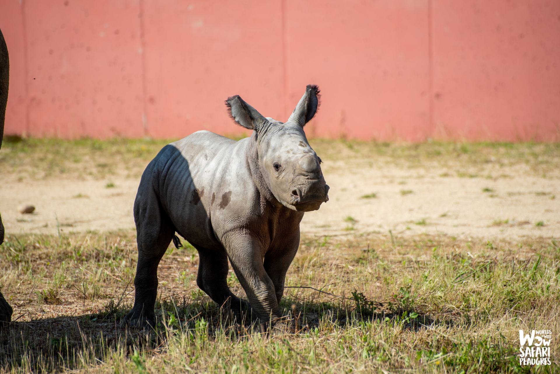 Rhinocéros-safari-voiture-parc-zoologique-proximité-lyon
