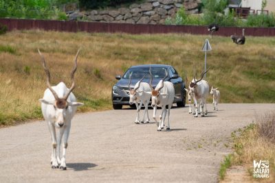 Addax dans le safari voiture au Wow Safari Peaugres