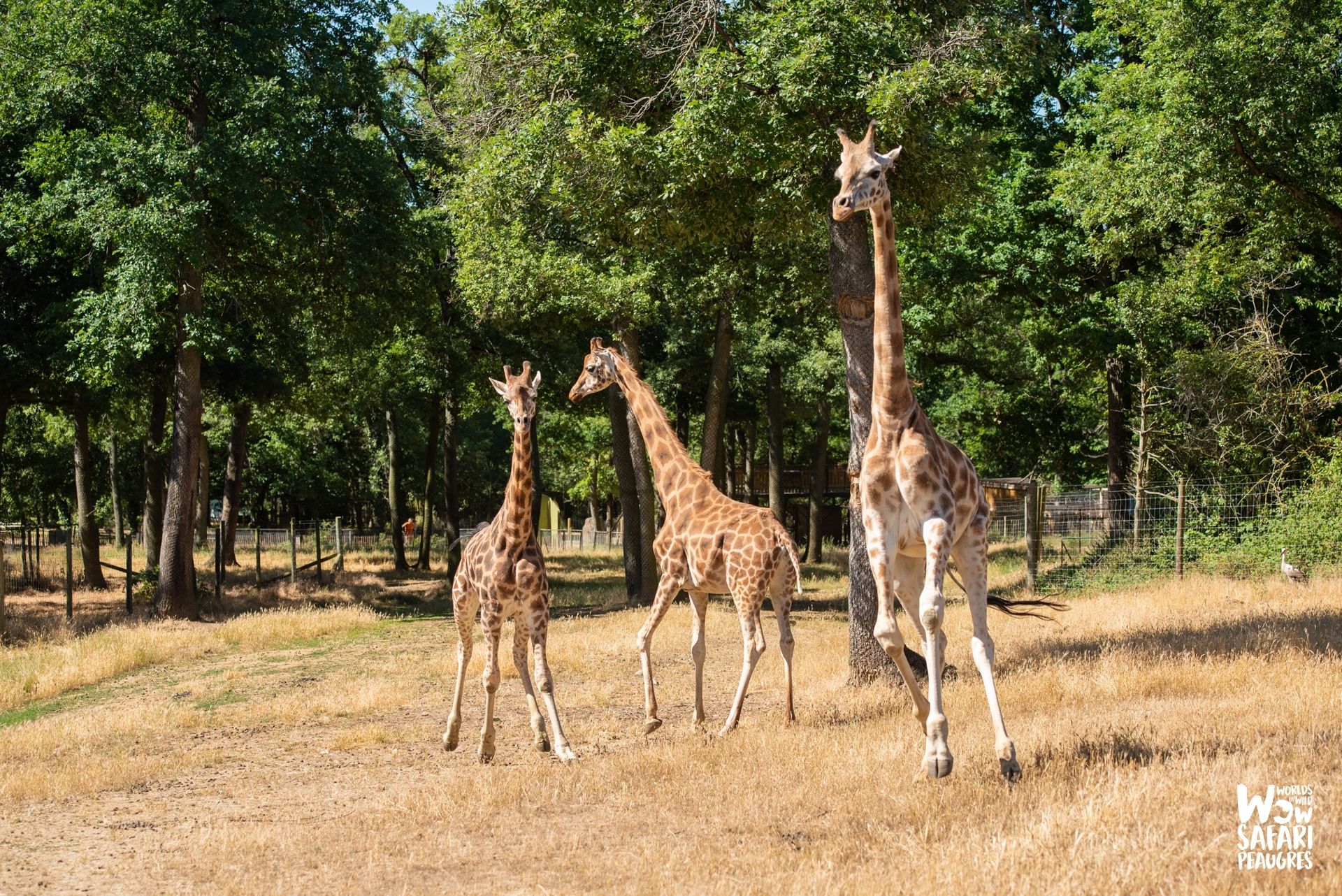 Les girafes du circuit à pied