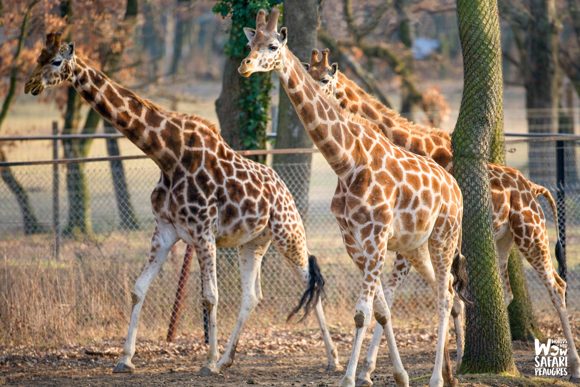 Girafes du circuit à pied