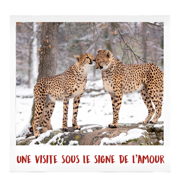 Pour la saint valentin offrez une visite au Wow Safari Peaugres 