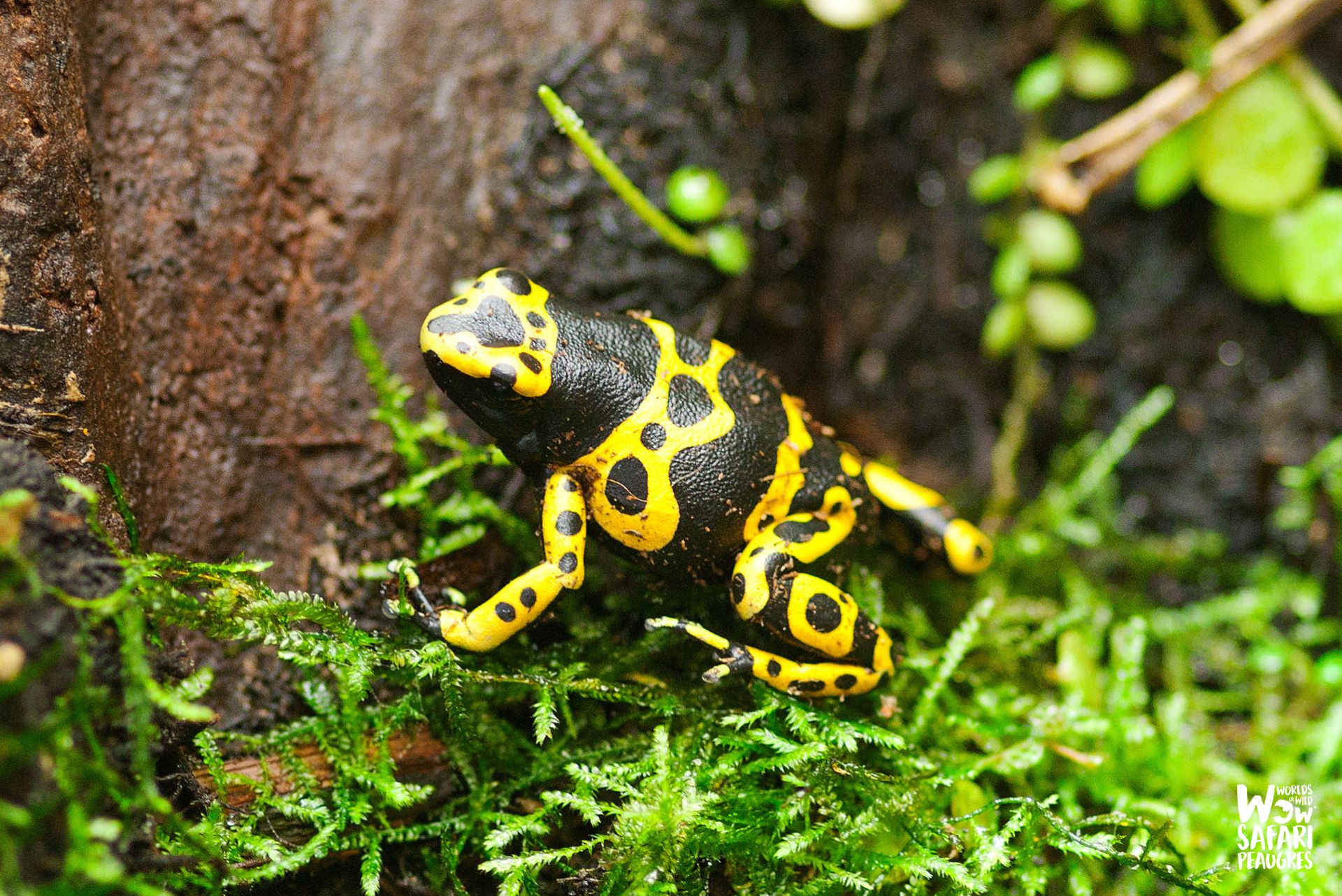 dendrobate jaune et noire Wow Safari Peaugres