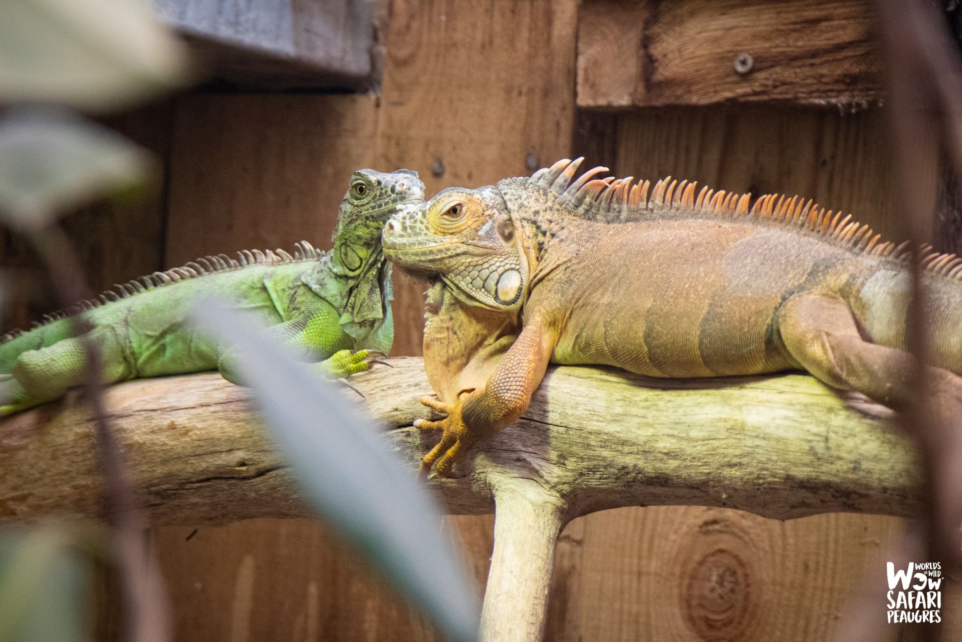 Iguane vert Serre aux 1000 cachettes Peaugres