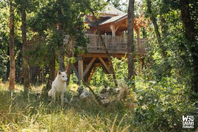 Séjours insolites au Wow Safari Peaugres : dormir une nuit en cabane perchée au dessus des ours noirs et des loups arctiques.