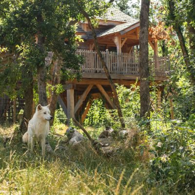 Séjours insolites au Wow Safari Peaugres : dormir une nuit en cabane perchée au dessus des ours noirs et des loups arctiques.