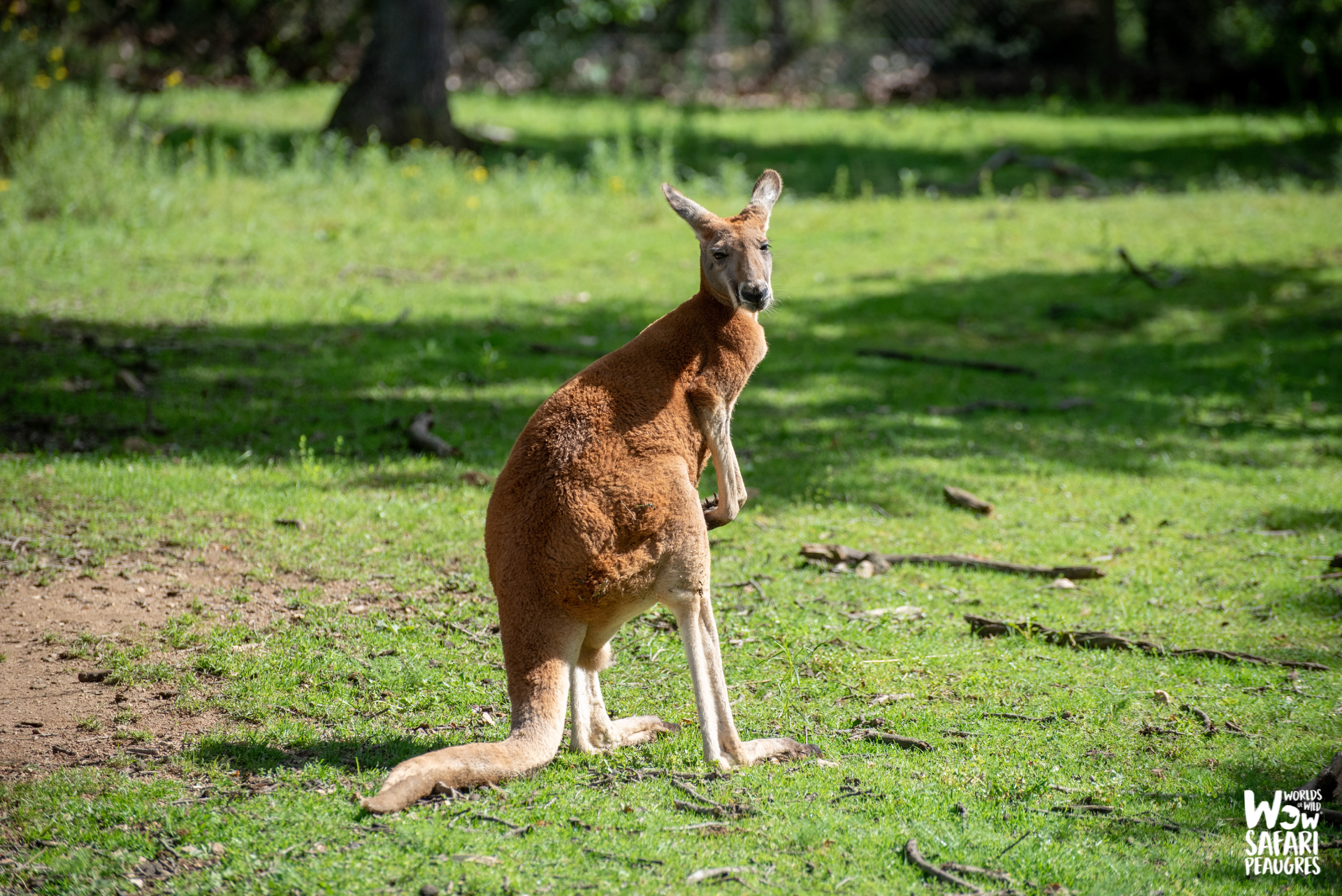 kangourou-animaux-zone-australie-peaugres-proximité-lyon-parc-zoologique-Auvergne-Rhône-Alpes