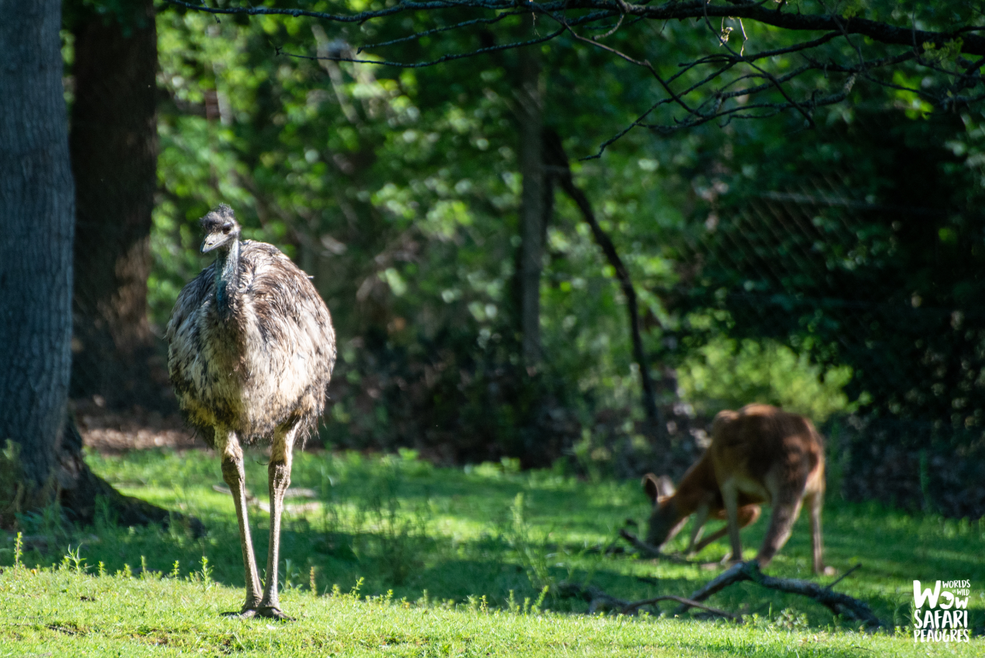 emeu-animaux-zone-australie-peaugres-proximité-lyon-parc-zoologique-Auvergne-Rhône-Alpes