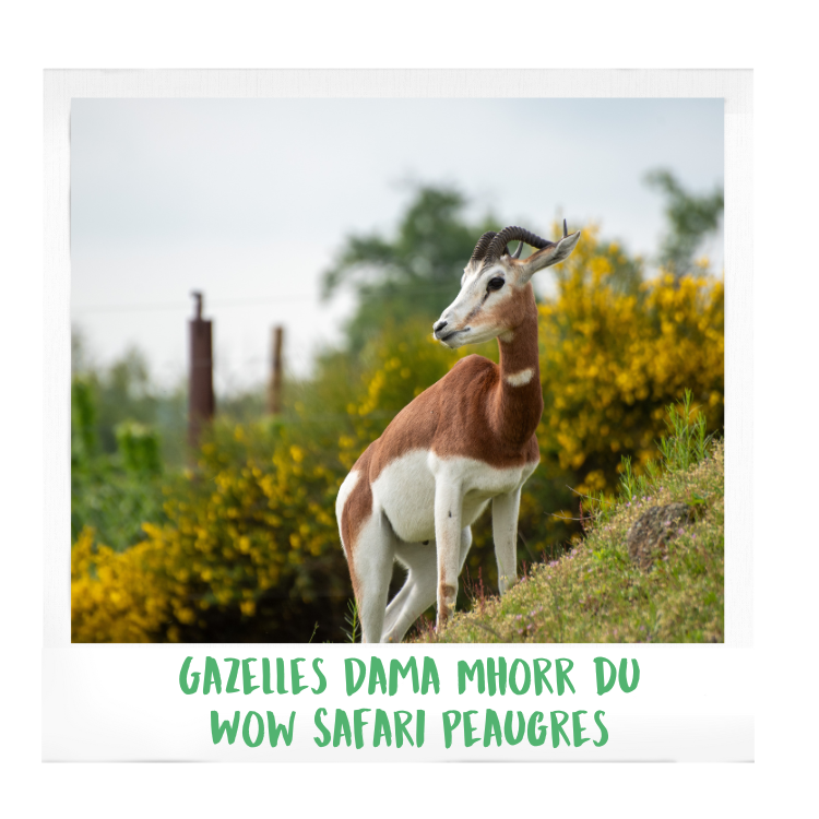 réserve-spéciale-de-faune-de-guembeul-gazelles-dama-mhorr-wow-safari-peaugres-proximité-Lyon-Auvergne-Rhône-Alpes-parc-animalier-zoologique