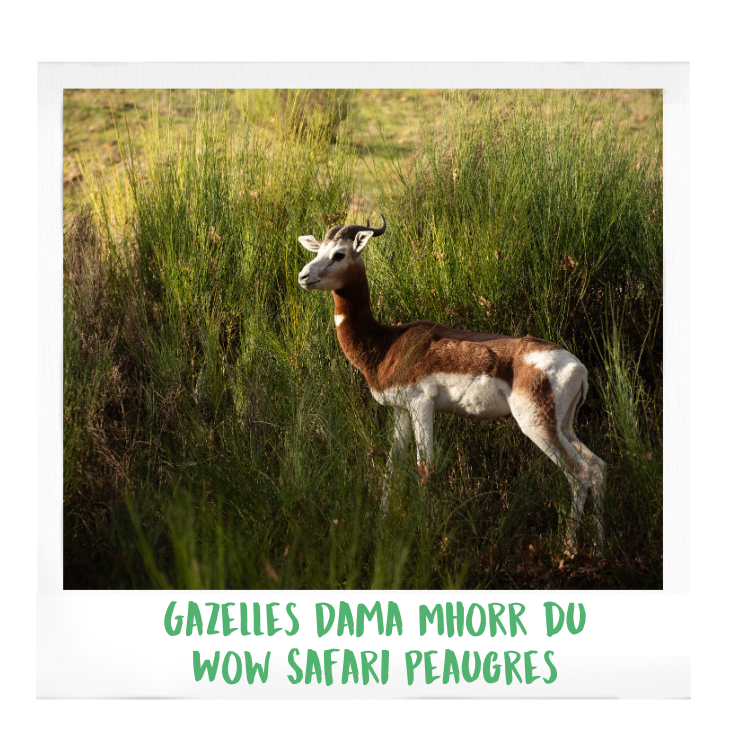 réserve-spéciale-de-faune-de-guembeul-gazelles-dama-mhorr-wow-safari-peaugres-proximité-Lyon-Auvergne-Rhône-Alpes-parc-animalier-zoologique