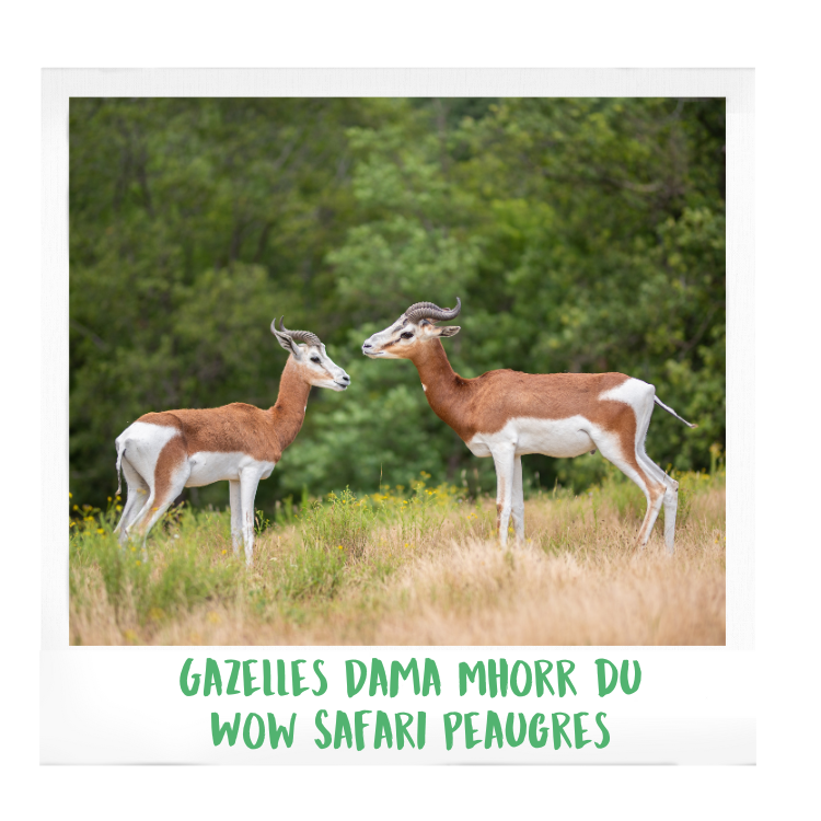 réserve-spéciale-de-faune-de-guembeul-gazelles-dama-mhorr-wow-safari-peaugres-proximité-Lyon-Auvergne-Rhône-Alpes-parc-animalier-zoologique