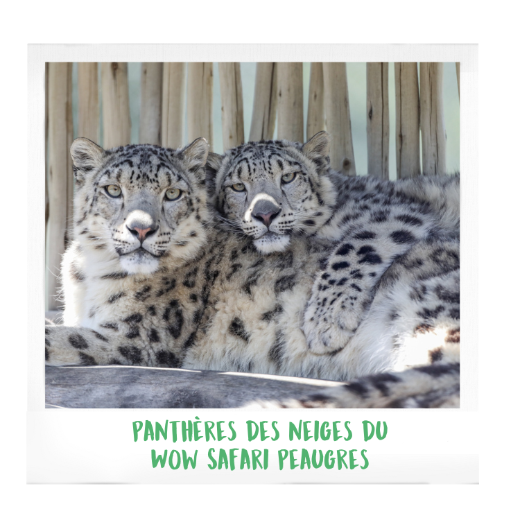 Panthère-des-neiges-wow-safari-peaugres-proximité-Lyon-Auvergne-Rhône-Alpes-parc-animalier-zoologique