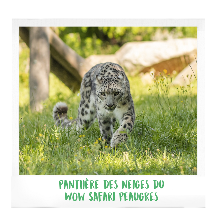 Panthère-des-neiges-wow-safari-peaugres-proximité-Lyon-Auvergne-Rhône-Alpes-parc-animalier-zoologique