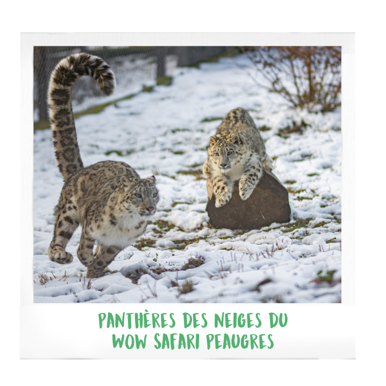 Panthère-des-neiges-wow-safari-peaugres-proximité-Lyon-Auvergne-Rhône-Alpes-parc-animalier-zoologique