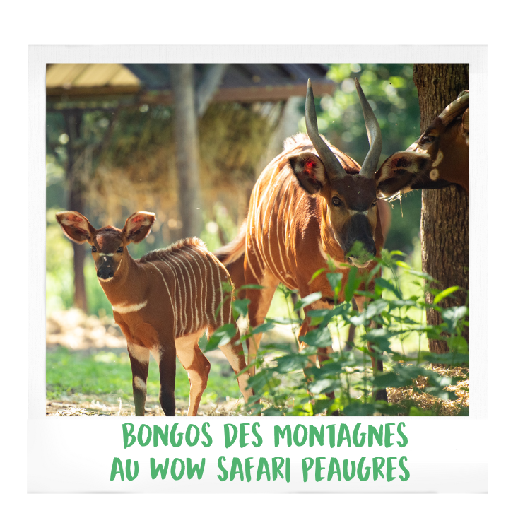 Bongos-des-montagnes-AFdPZ-wow-safari-peaugres-proximité-Lyon-Auvergne-Rhône-Alpes-parc-animalier-zoologique