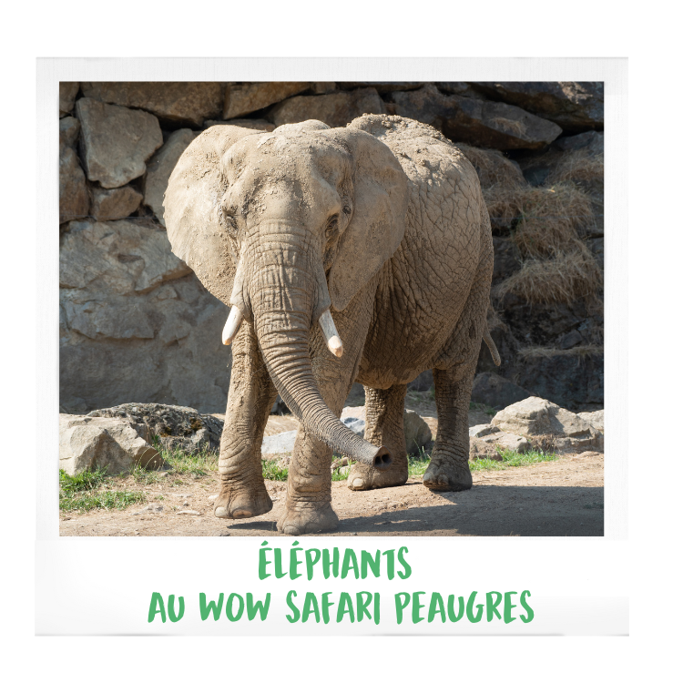 Eléphants-AFdPZ-wow-safari-peaugres-proximité-Lyon-Auvergne-Rhône-Alpes-parc-animalier-zoologique