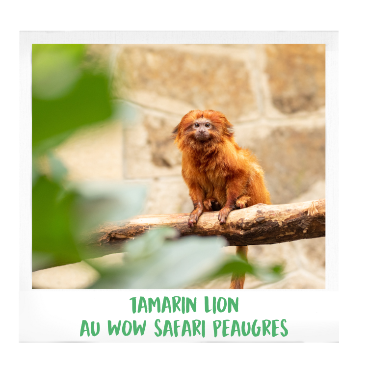 Tamrin-lion-AFdPZ-wow-safari-peaugres-proximité-Lyon-Auvergne-Rhône-Alpes-parc-animalier-zoologique