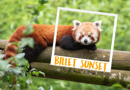 billet-sunset-parc-animalier-proximité-Lyon-Auvergne-Rhône-Alpes-Ardèche-sortie-famille-panda-roux