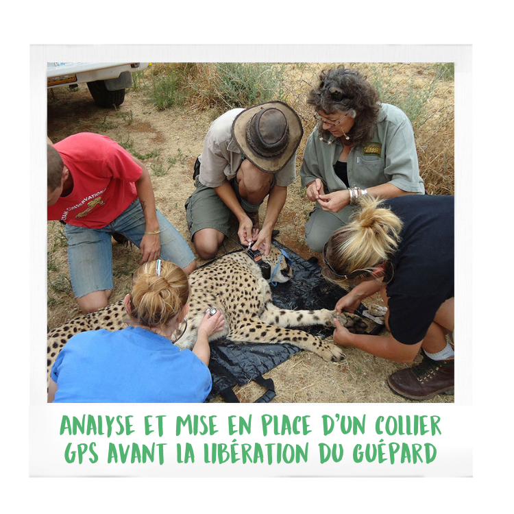 Cheetah-conservation-fund-wow-safari-peaugres-guépard-biodiversité-proximité-lyon