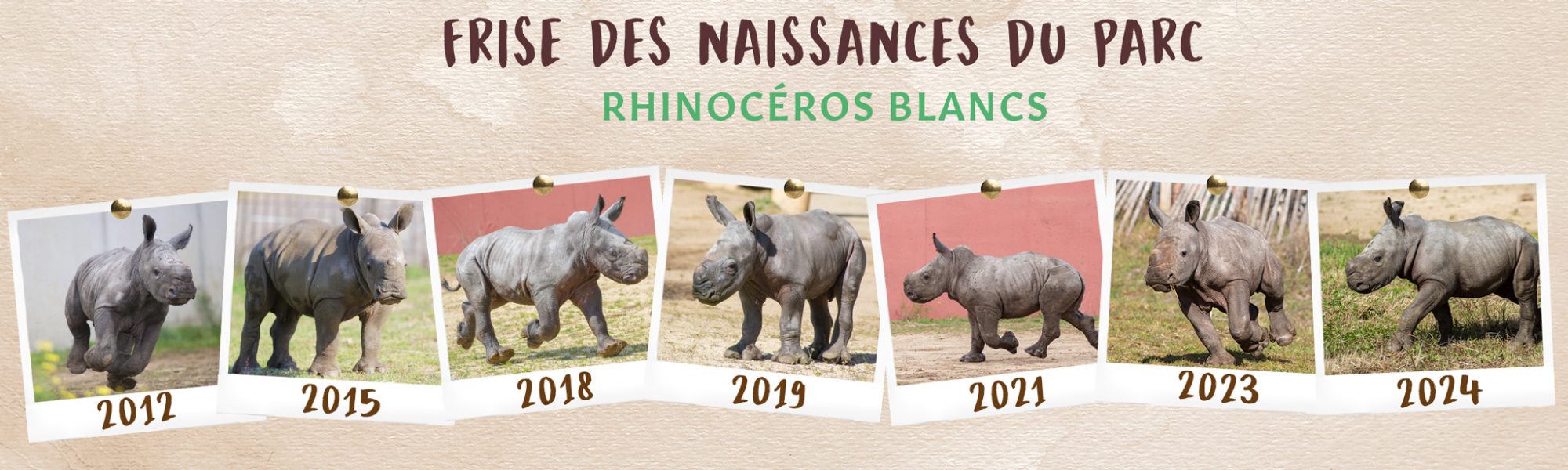 Wow-safari-peaugres-proximité-Lyon-Rhône-Alpes-naissance-rhinocéros-blanc-conservation