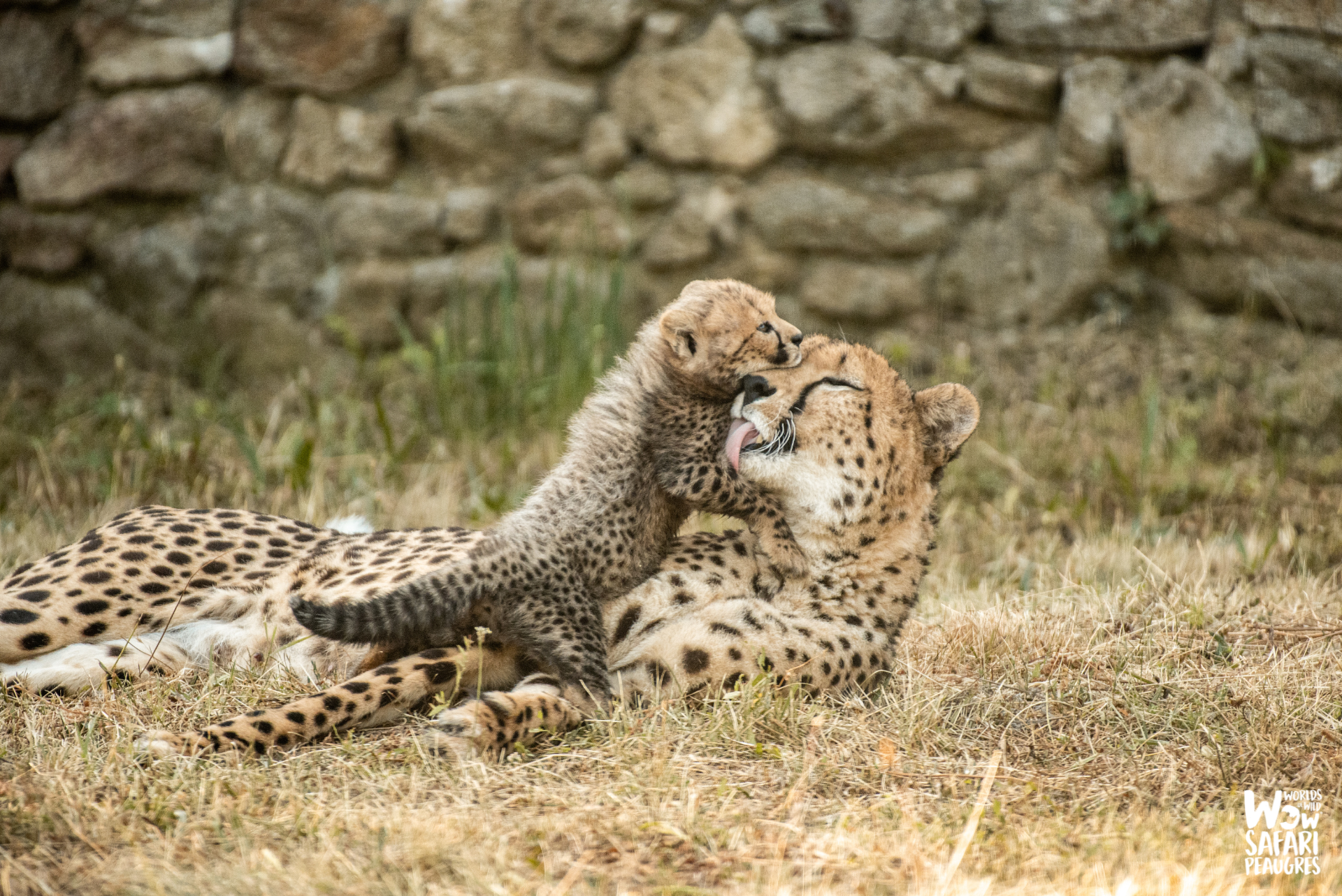 conservation-guépard-wow-safari-peaugres-proximité-lyon-ardèche-parc-animalier-auvergne-rhone-alpes