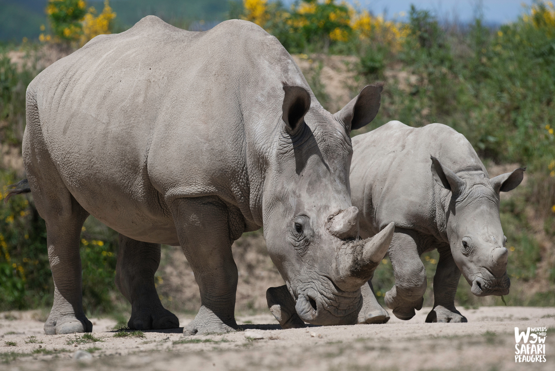 Rhinocéros Unesco