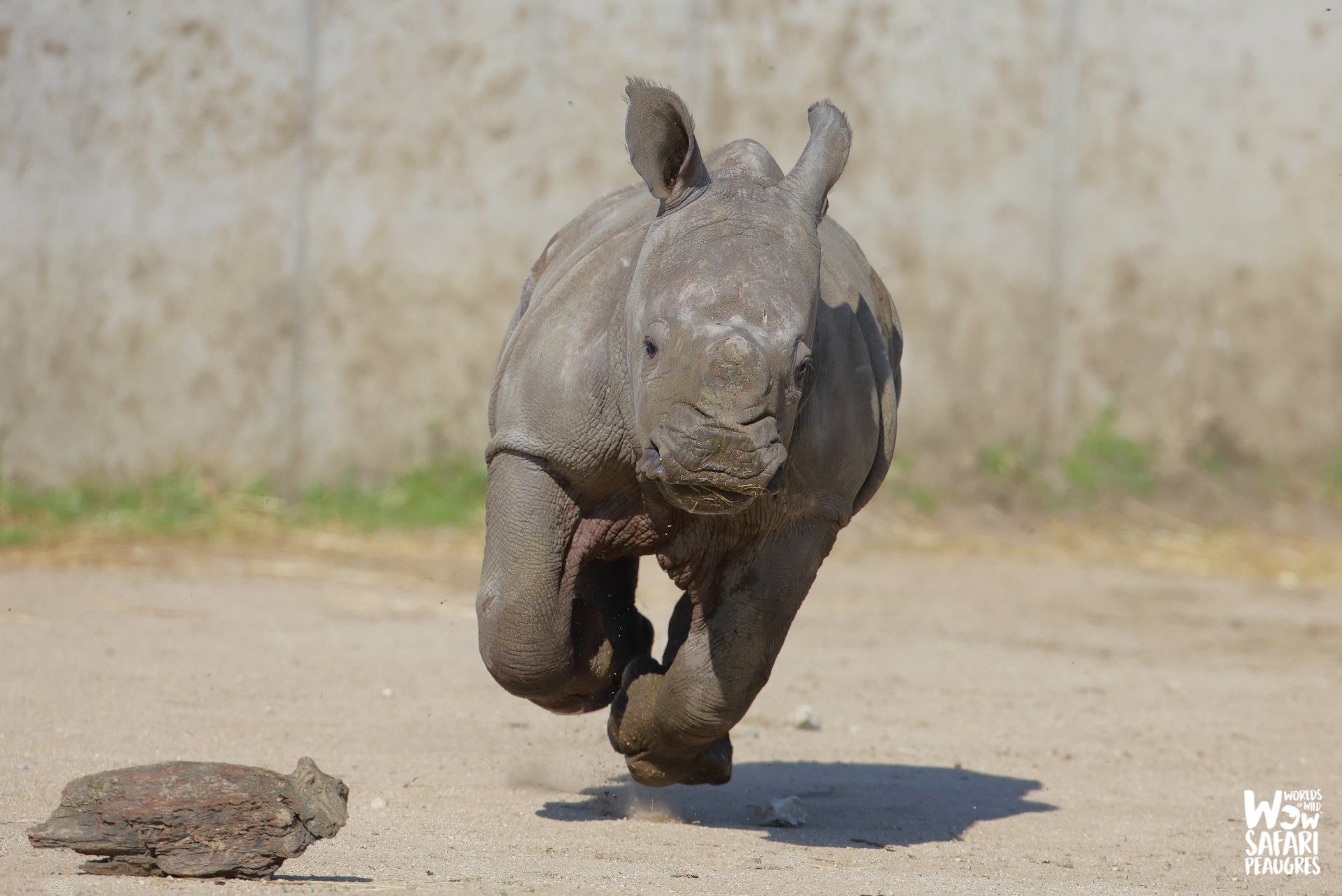 Naissance rhinocéros au Wow Safari Peaugres