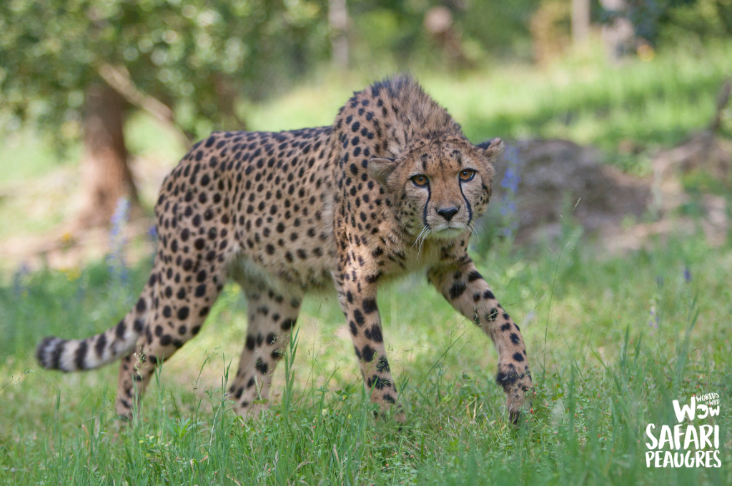 tête à tête avec un guépard nuit insolite de Peaugres