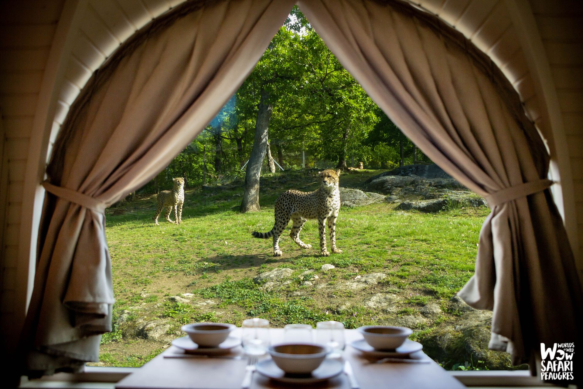 Nuit insolite : dormir face à face avec les guépards au wow Safari Peaugres.