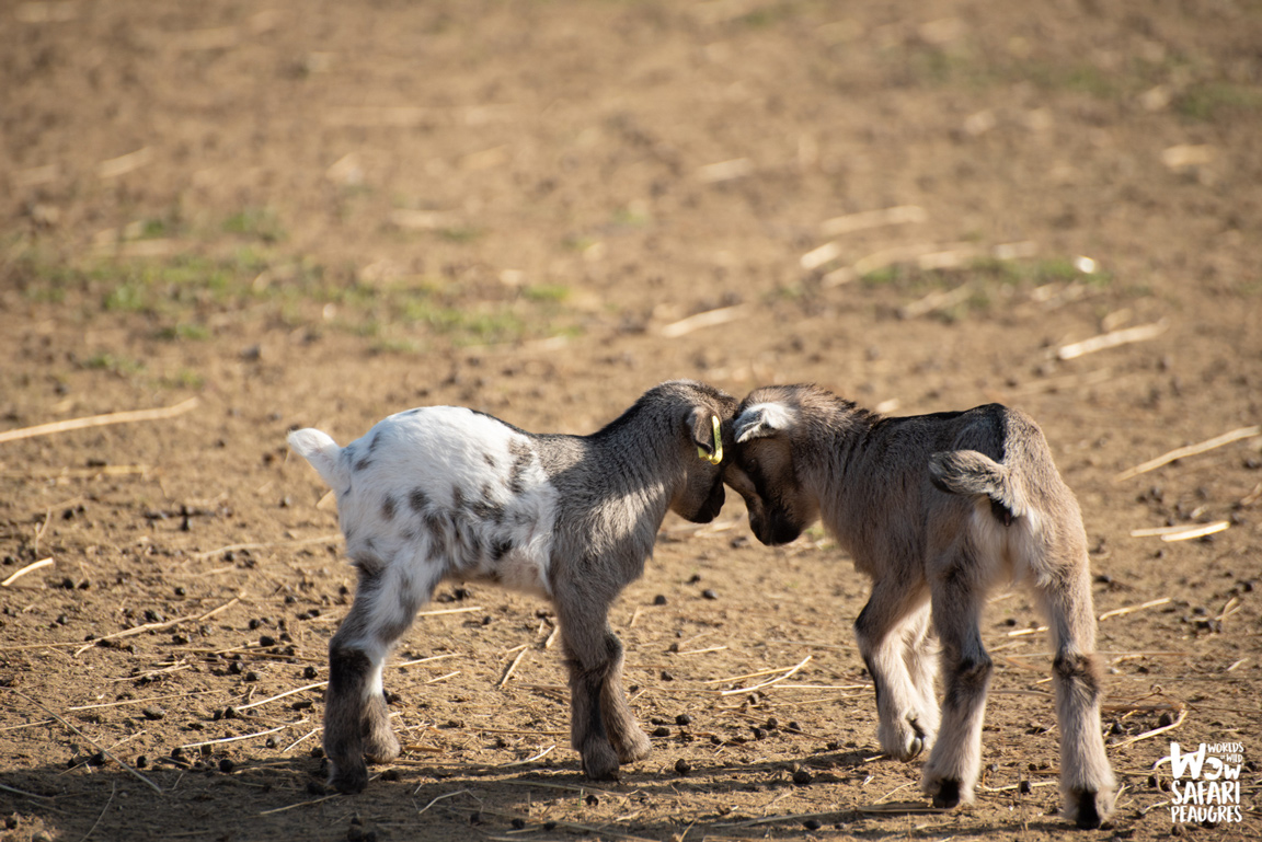 Chèvre au Wow Safari Peaugres