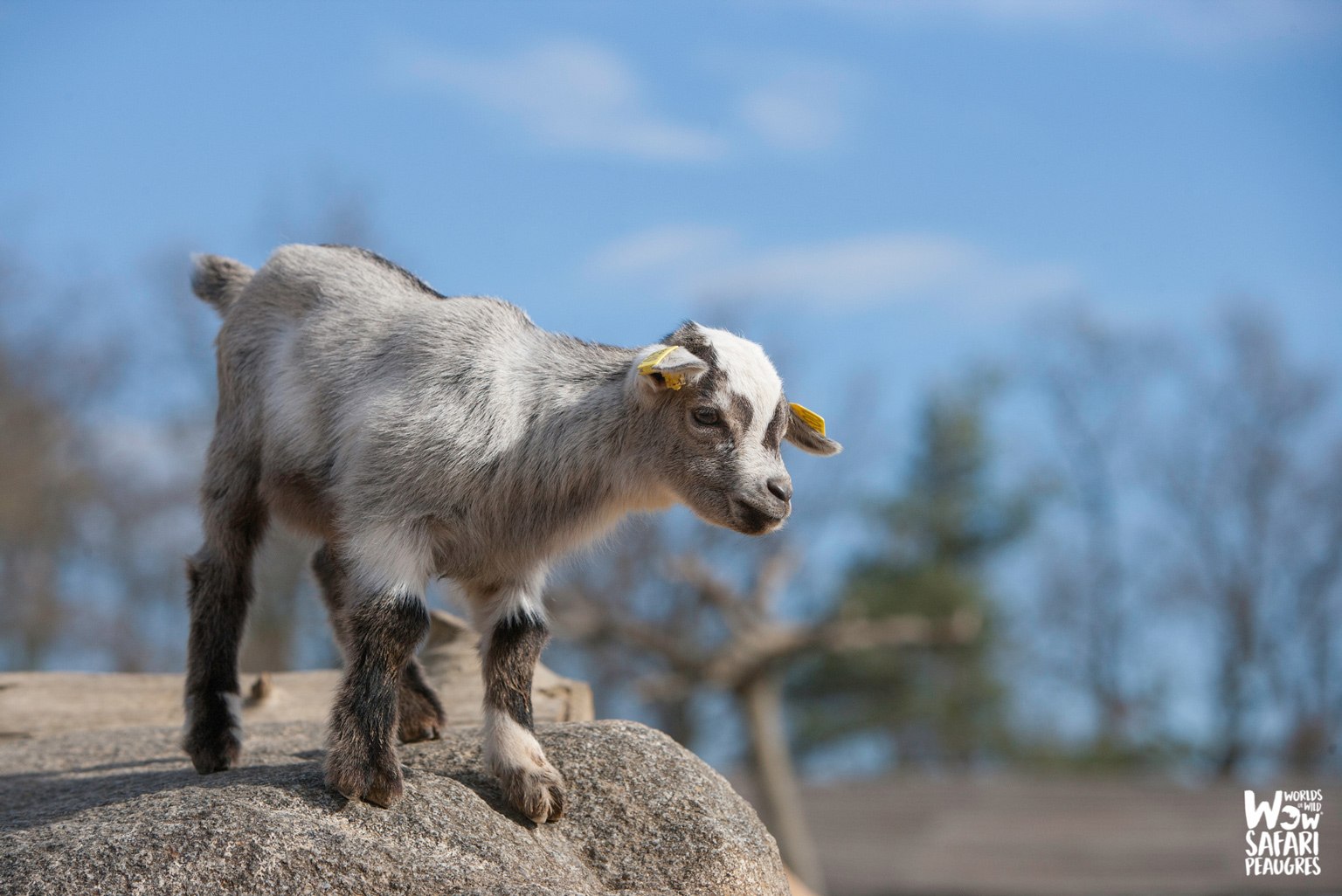 Chèvre au Wow Safari Peaugres