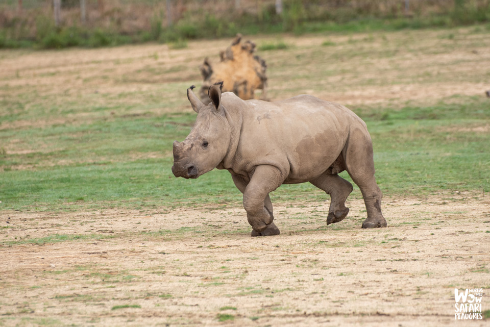 Rhinocéros à 3 mois