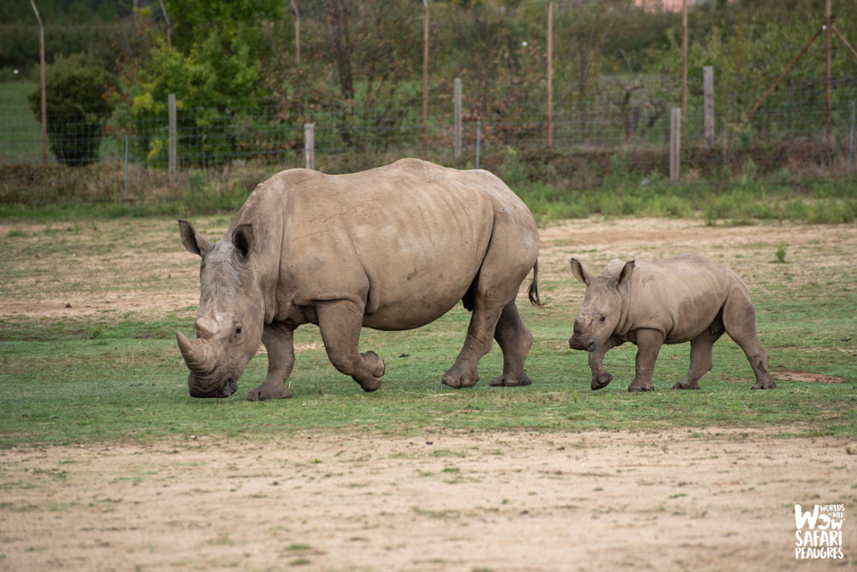 bébé rhinocéros né au Wow Safari Peaugres