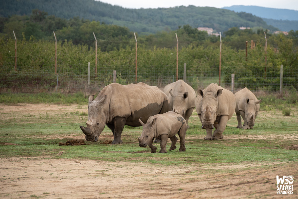 Mise en contact Famille rhinocéros au Wow Safari Peaugres