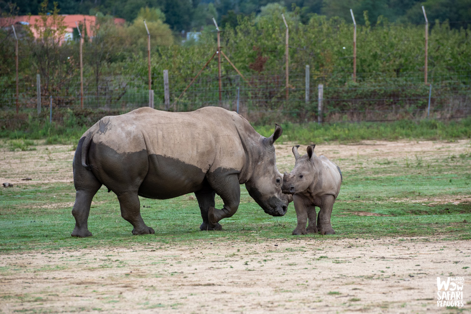 Mise en contact Rhinocéros né en 2024 à Peaugres