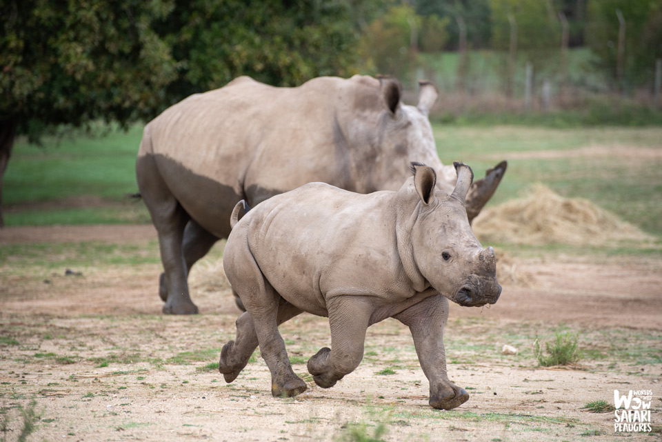 naissance rhinocéros à Peaugres