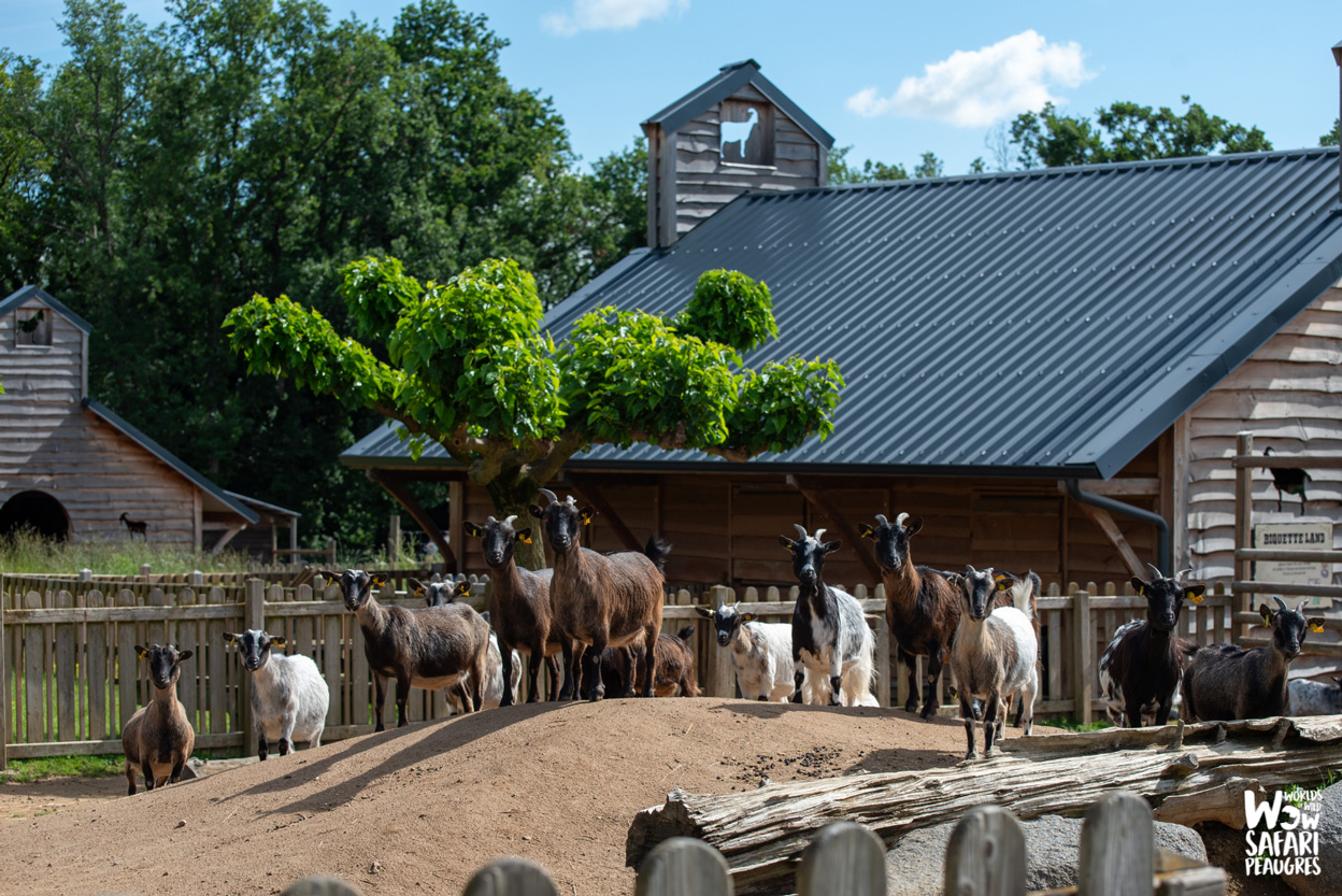 Chèvre à la ferme de Léonie au Wow Safari Peaugres