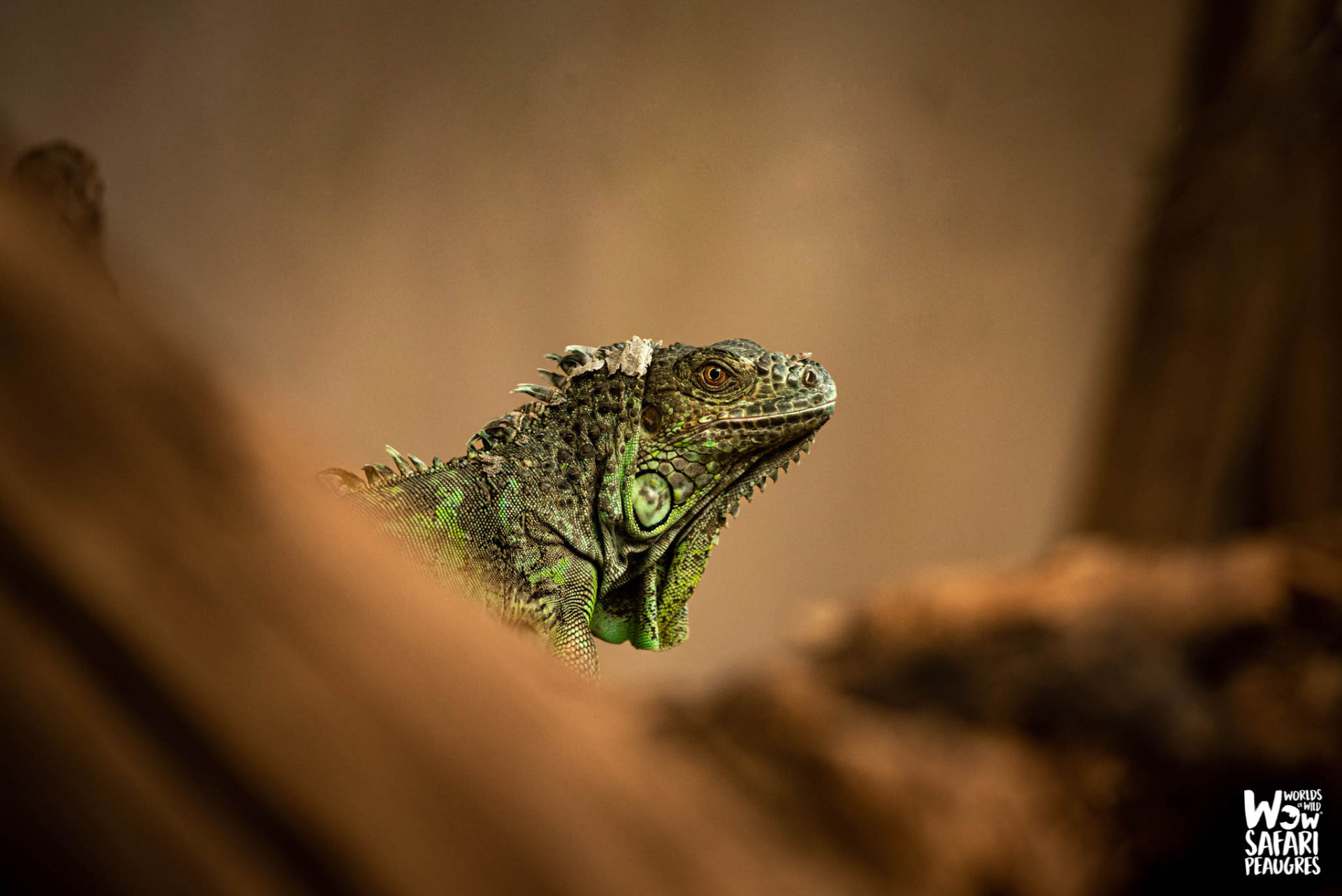 Iguane vert au Wow Safari Peaugres